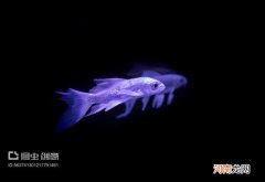 鱼尾巴不展开怎么办