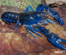 蓝色淡水小龙虾多少钱一只 蓝色龙虾多少钱一只