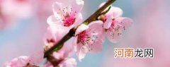 桃树果枝的修剪技