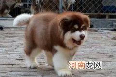 阿拉斯加犬好养吗 阿拉斯加犬多少钱一只