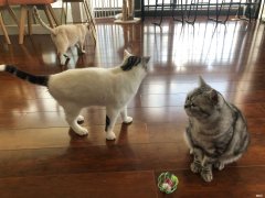 四大风水名猫分别是什么品种 四大风水名猫是什么