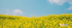 犍为哪里可以看油菜花 犍为是什么地方