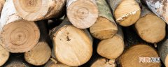 桤木是什么木头 桤木又叫什么