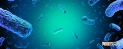 乳酸菌是细菌还是真菌 乳酸菌是细菌还是真菌是真核还是原核