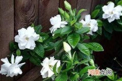 栀子花发的新叶发黄怎么办