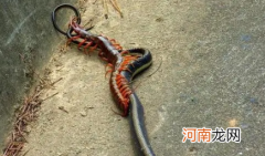 家里的蜈蚣是哪里爬出来的