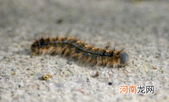床上突然有蜈蚣是咋回事