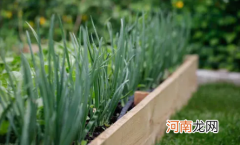 白露葱什么时间种最好