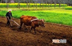 春天播种的植物立春可以播种吗