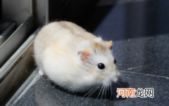 仓鼠能吃鱼干吗