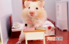 怎么才能让仓鼠在一个地方上厕所