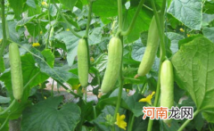 黄瓜苗发黄是什么原因