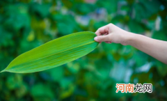 干粽叶怎么煮后不易裂开