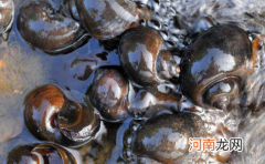 福寿螺到底有多可怕碰了