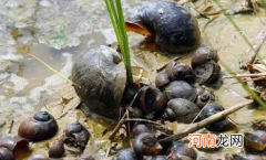 福寿螺长什么样子图片