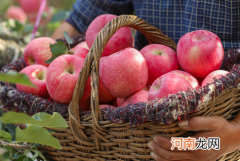 嘎啦苹果是哪里产的