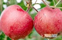 嘎啦苹果几月份上市