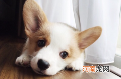 狗吧唧嘴是怎么回事