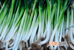 大葱高温时期注意什么