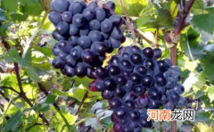 刚买的提子有酒味是坏了吗