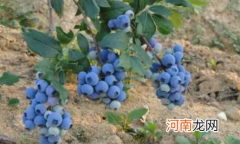 提子皮能不能吃