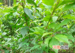 李子树苗种植后多长时间发芽