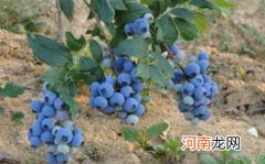 蓝莓幼苗用什么土长得好