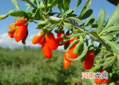 枸杞苗如何种植