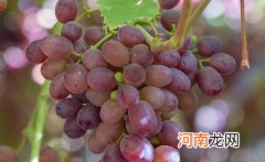 提子可以泡水里一夜吗