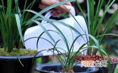 兰花叶子发黄干枯要剪吗