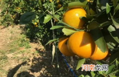 砂糖橘果实小的原因是什么