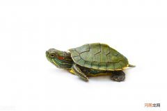 小龟都吃什么食物 乌龟吃什么食物一般几天喂食一次