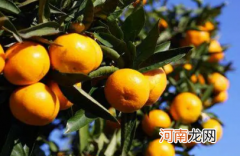 为什么柑橘尝起来是酸的