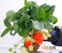 草莓秧子为什么烂根