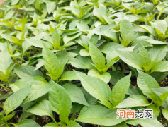 辣椒苗种下后多久能施肥