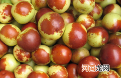 冬枣要不要冷藏储存