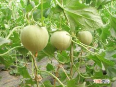 香瓜什么人不能吃