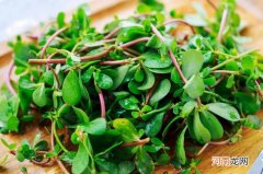 马齿苋能治白发吗