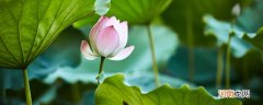 荷花的三个特点 荷花的特点是什么
