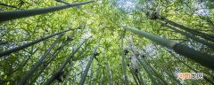 勒竹是什么竹子 勒竹和簕竹一样吗