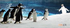 企鹅的生活习性 企鹅的特性和生活特点