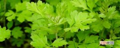 艾叶的形状 艾叶的形状是什么