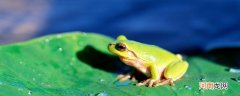 青蛙和蟾蜍的区别 青蛙和蟾蜍有什么不同之处