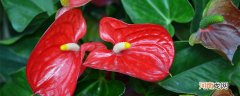 红掌叶子发黄焦边干枯是怎么回事 红掌叶子发黄焦边干枯的原因
