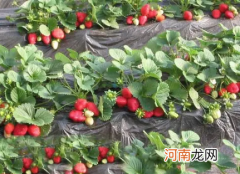 草莓苗什么时候栽种成活率高
