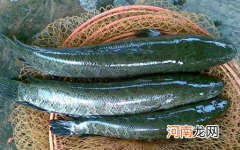 黑鱼怎么去黏糊