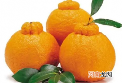 丑橘皮松的好还是紧凑的好