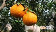 十一月份摘的丑橘好吃吗