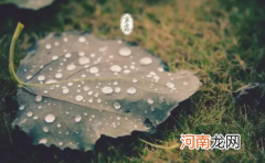 寒露的时候北方树木落叶了吗