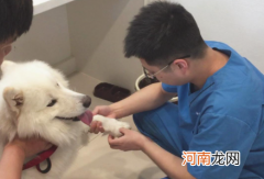 狗狗洗完澡打疫苗没事吧